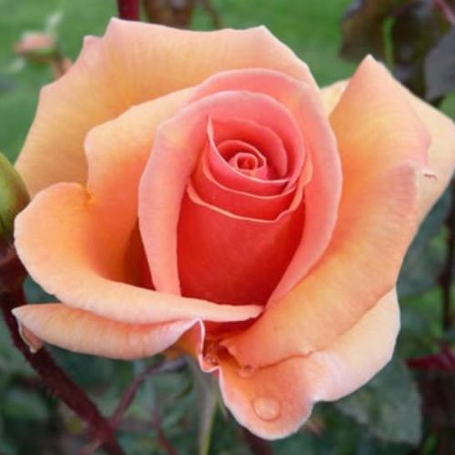 Gärtnerei - Rosa Apricot Silk - orange - teehybriden-edelrosen - mittel-stark duftend - Charles Walter Gregory - Sie schmückt vom Frühlingsende bis zum Herbst, verträgt auch mäßigen Schatten.